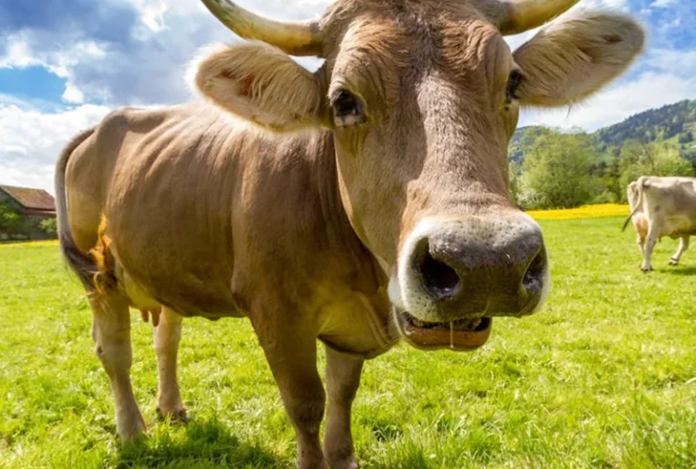 Because of: * Fresh rural atmosphere * Natural feeding * Clean shelter * Ethical cow care Our cows produce high-quality, nutrient-rich milk, which is used to make our traditional desi ghee.