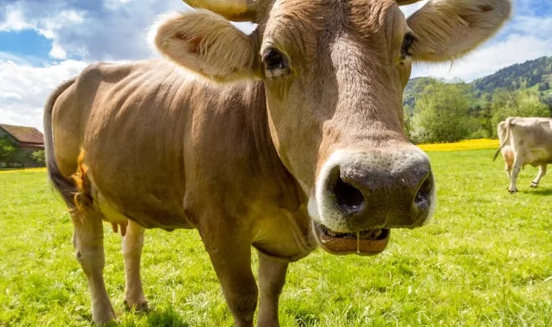 Because of: * Fresh rural atmosphere * Natural feeding * Clean shelter * Ethical cow care Our cows produce high-quality, nutrient-rich milk, which is used to make our traditional desi ghee.