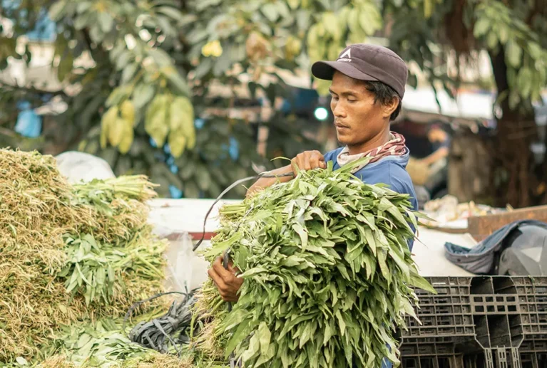 Our cows live in a peaceful rural area of Gujarat, far away from city traffic and industrial pollution. Environmental Features: * Fresh, clean air * Open grazing space * Natural sunlight throughout the day * Quiet and calm surroundings This stress-free atmosphere plays a key role in maintaining milk purity and quality.