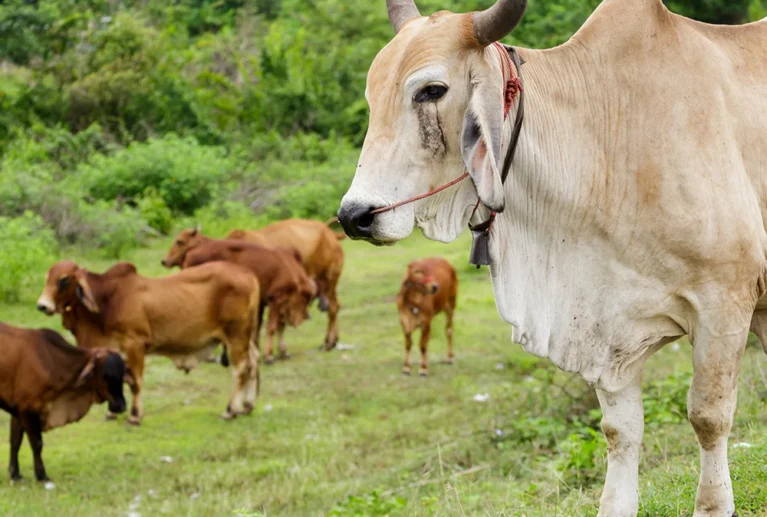 Our cows are fed a completely natural and balanced diet, prepared according to local seasonal availability. Daily Diet Includes: * Fresh green grass * Seasonal fodder crops * Dry grass and hay * Natural grains in required quantity * Clean drinking water 🚫 No chemical-mixed feed 🚫 No artificial milk boosters 🚫 No hormonal injections Natural feeding ensures the milk remains pure, wholesome, and safe.