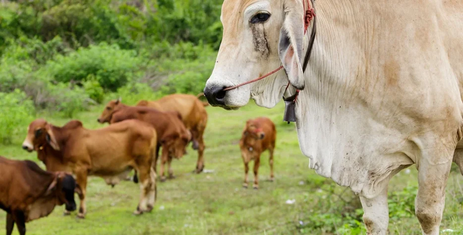 Our cows are fed a completely natural and balanced diet, prepared according to local seasonal availability. Daily Diet Includes: * Fresh green grass * Seasonal fodder crops * Dry grass and hay * Natural grains in required quantity * Clean drinking water 🚫 No chemical-mixed feed 🚫 No artificial milk boosters 🚫 No hormonal injections Natural feeding ensures the milk remains pure, wholesome, and safe.